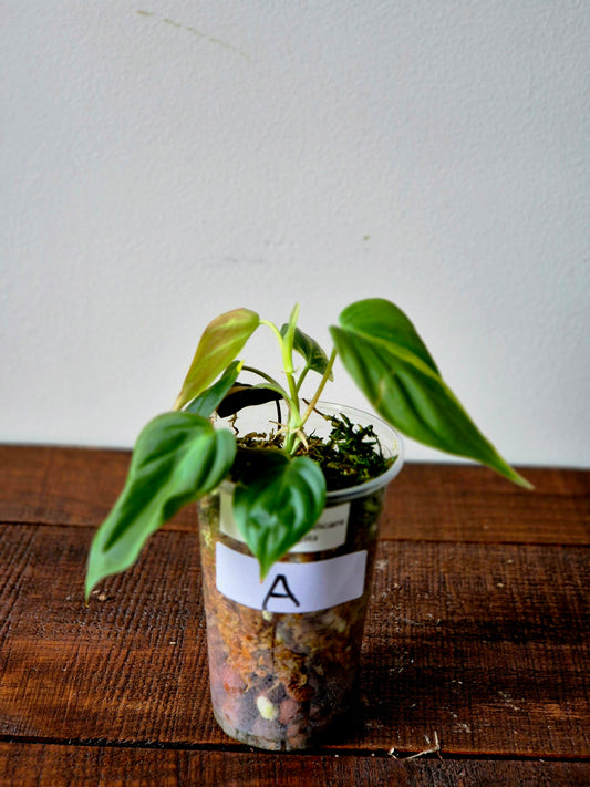 Philodendron Micans Variegata