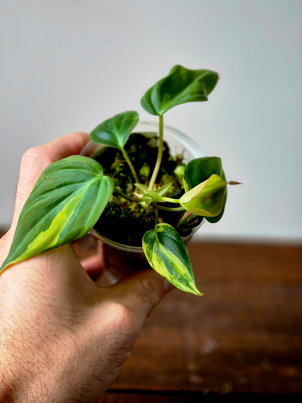 Philodendron Micans Variegata