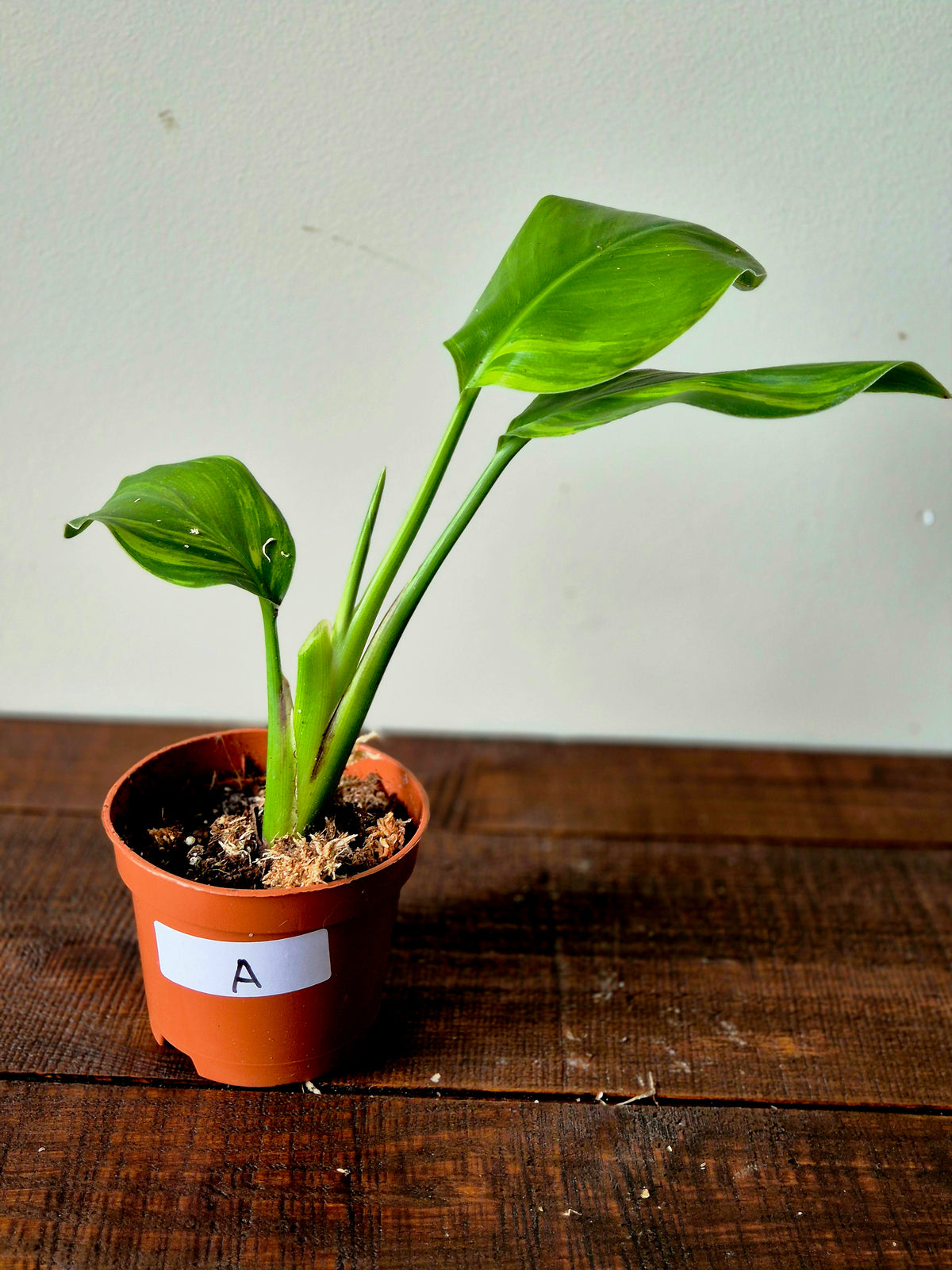 Strelitzia Nicolai Variegata