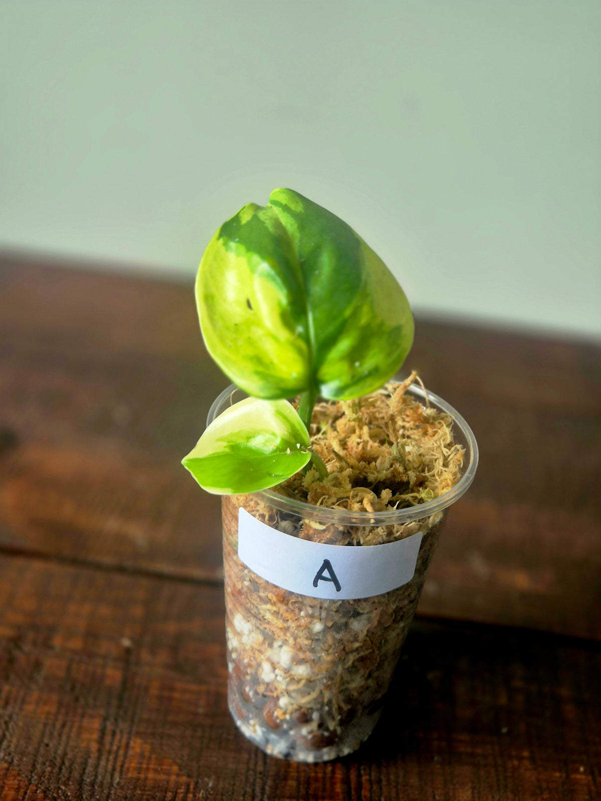 Epipremnum Poonsin