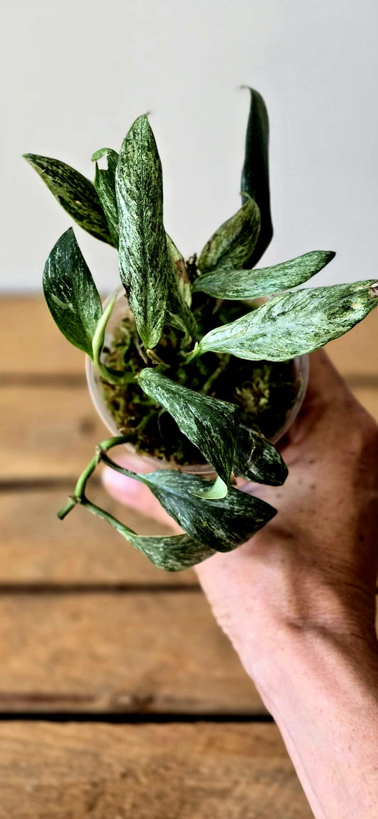 Rhaphidophora Elliptica Mint