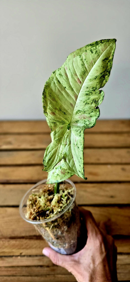 Syngonium Yok Siam