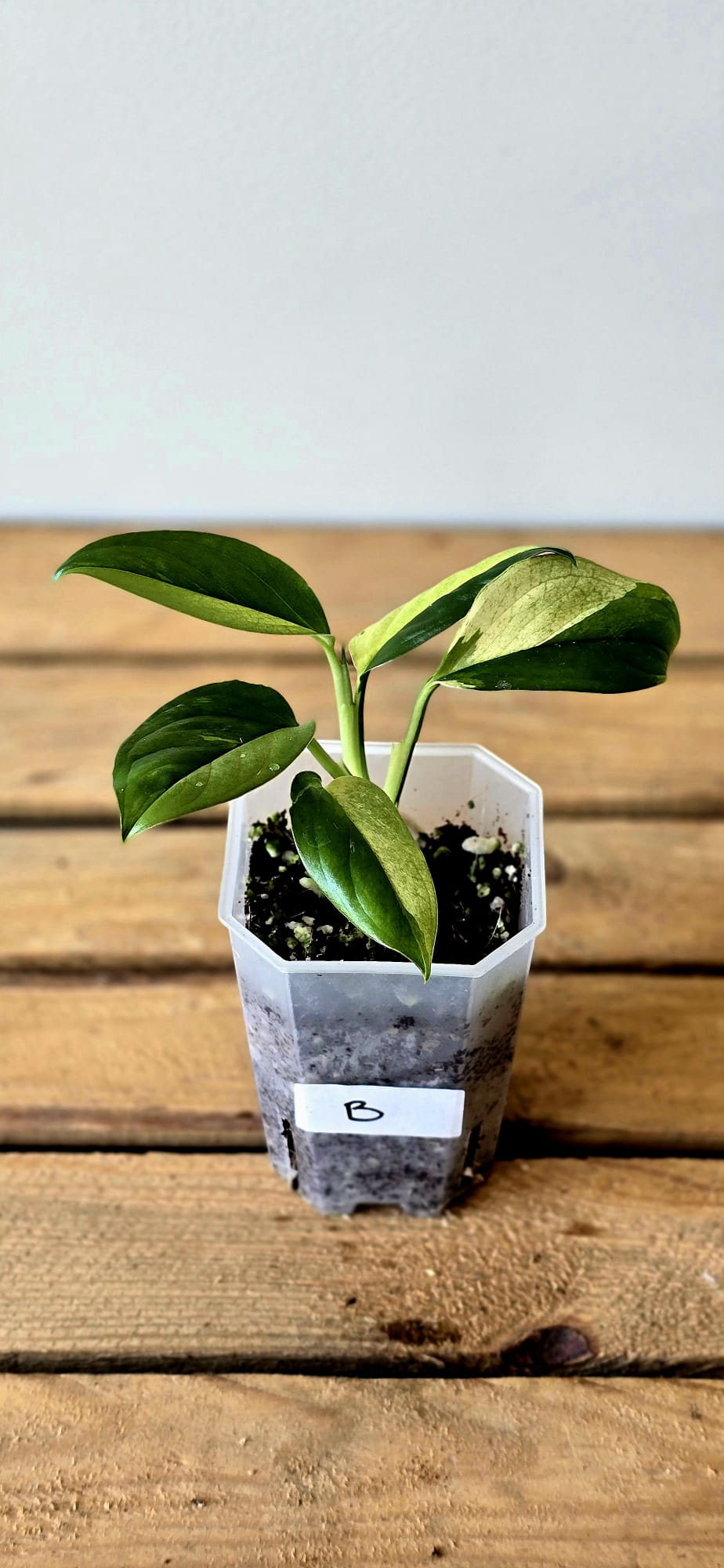 Monstera Acacoyaguensis Variegata