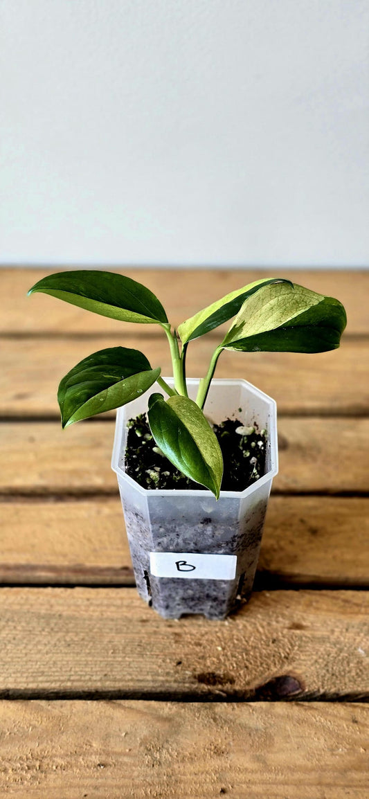 Monstera Acacoyaguensis Variegata