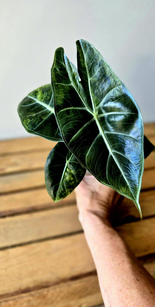Alocasia Pink Dragon Aurea