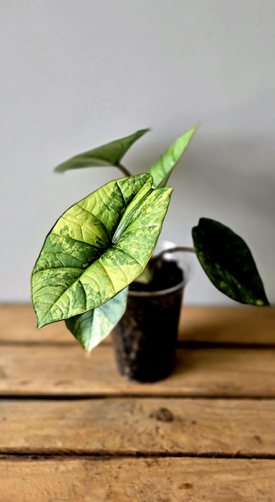 Alocasia Platinum Aurea Variegata