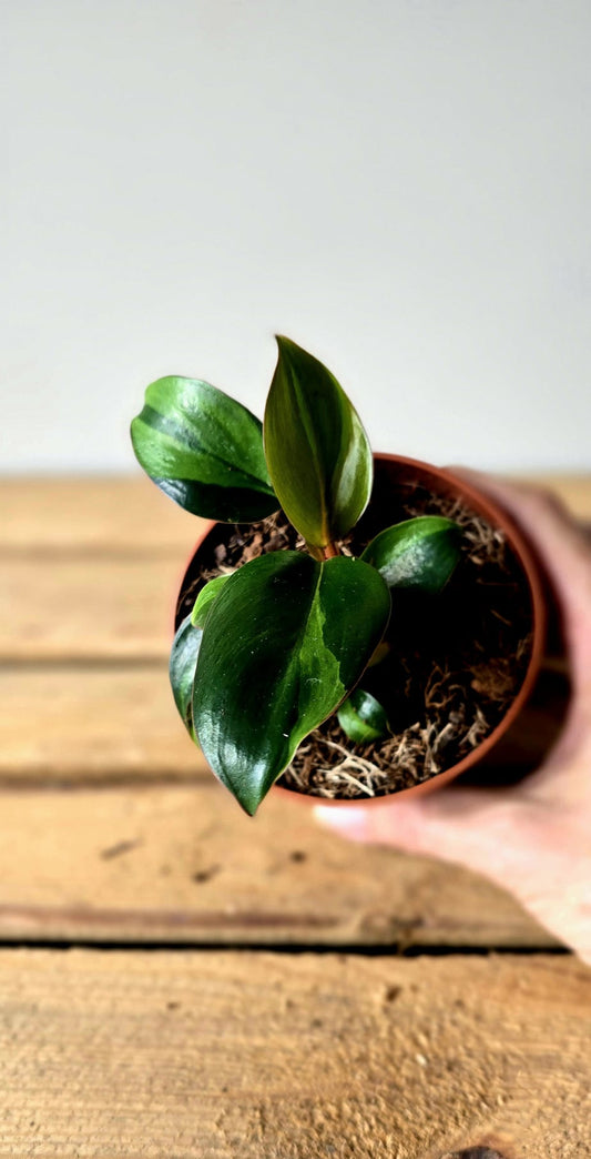 Philodendron Red Congo Variegata