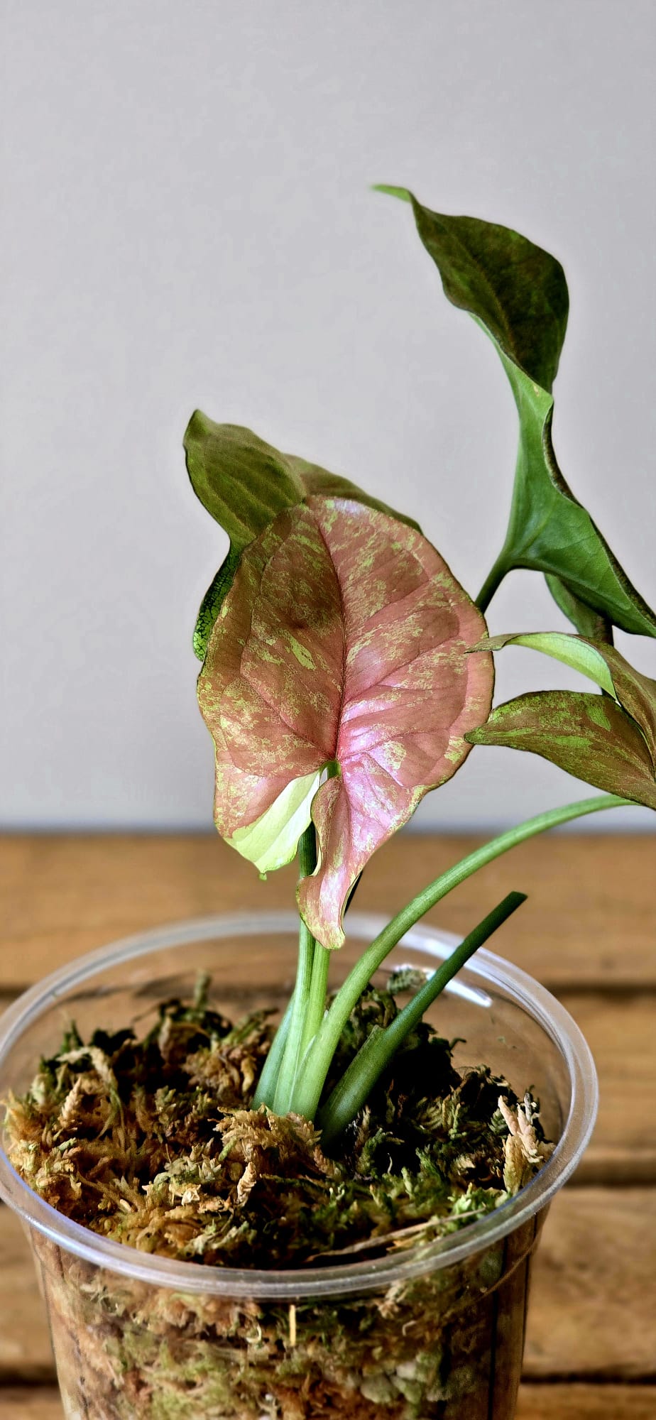 Syngonium Pink Drizzle Tricolor