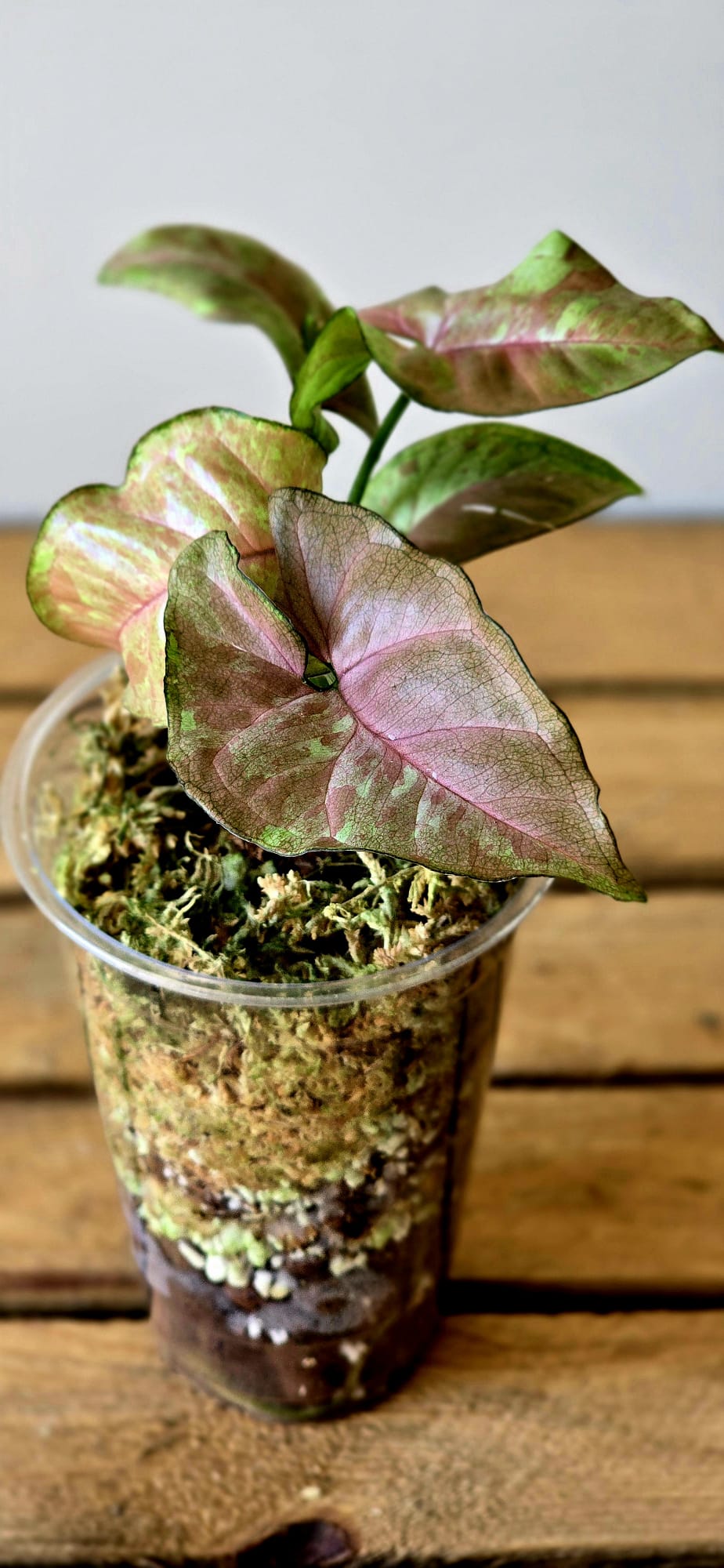 Syngonium Pink Drizzle Tricolor