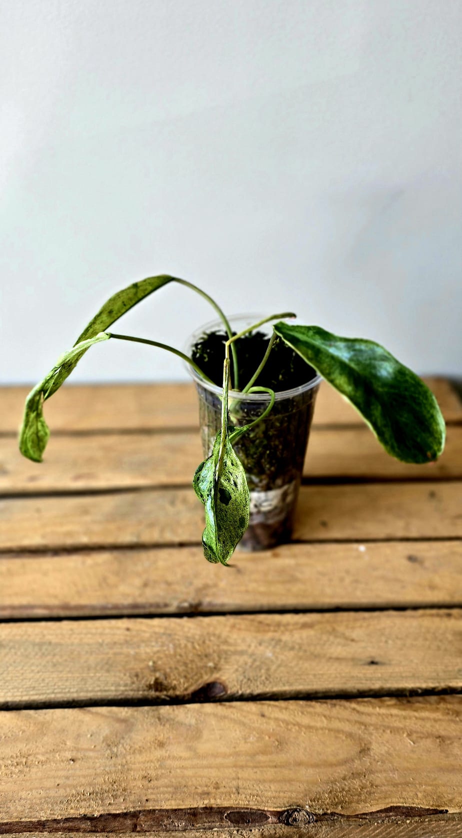 Philodendron Paraiso Verde Mutation