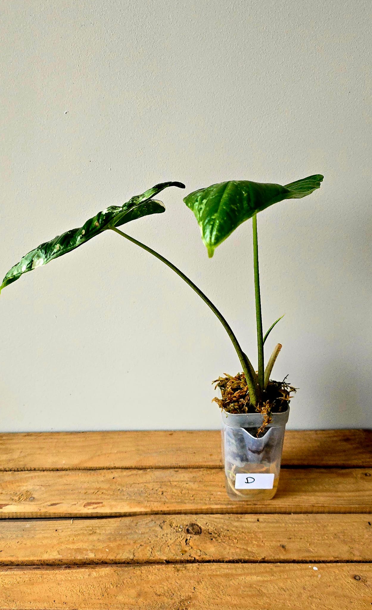 Alocasia Fornicata Albo Variegata