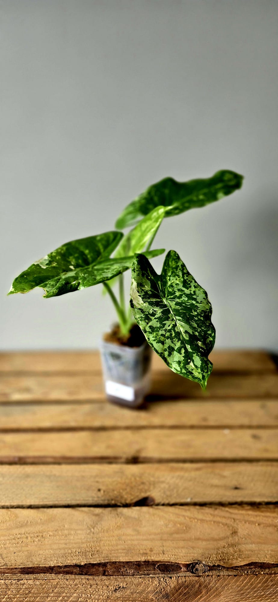 Alocasia Acuminata Albo Variegata