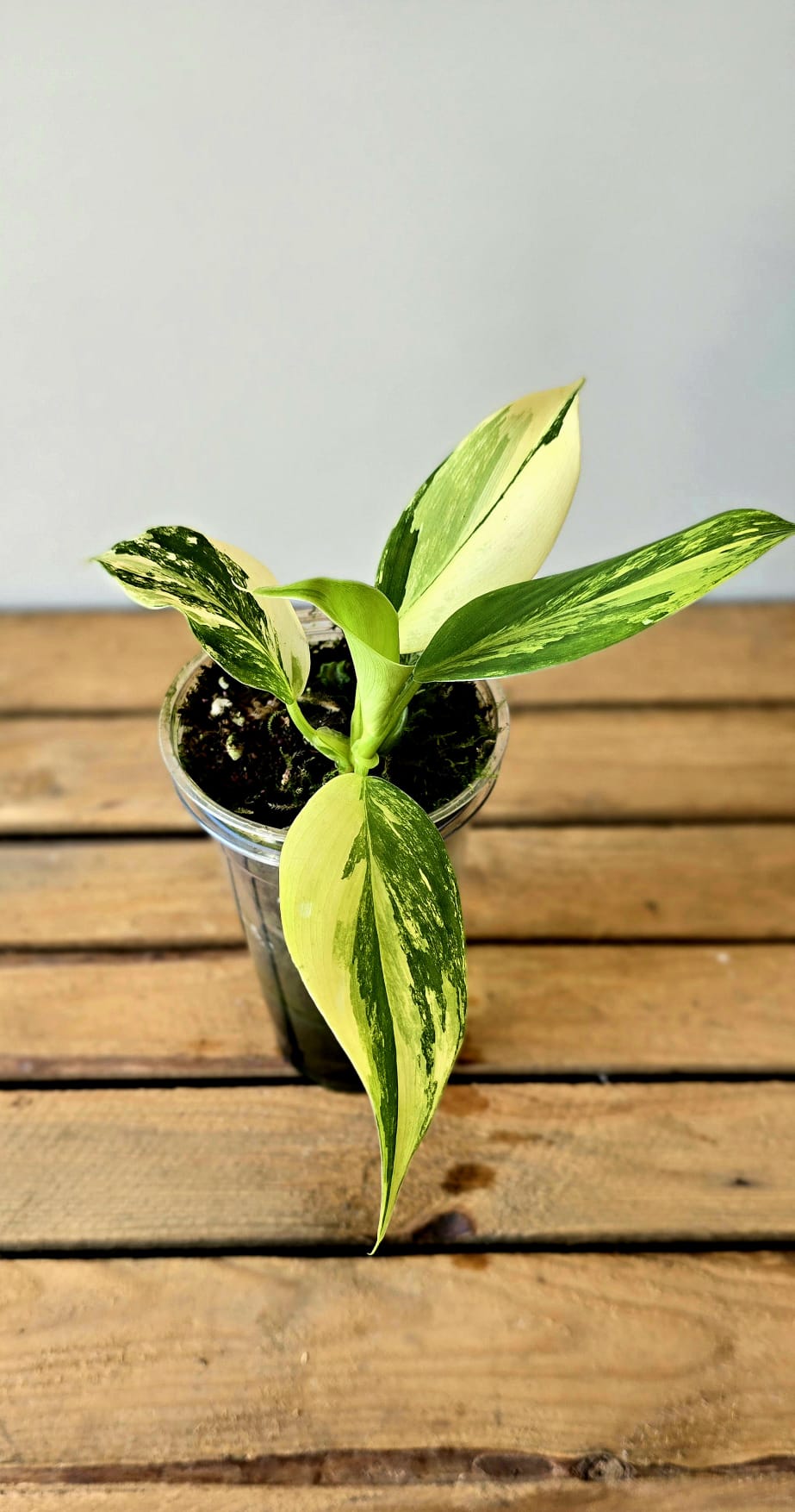 Philodendron White Wizzard Aurea Variegata