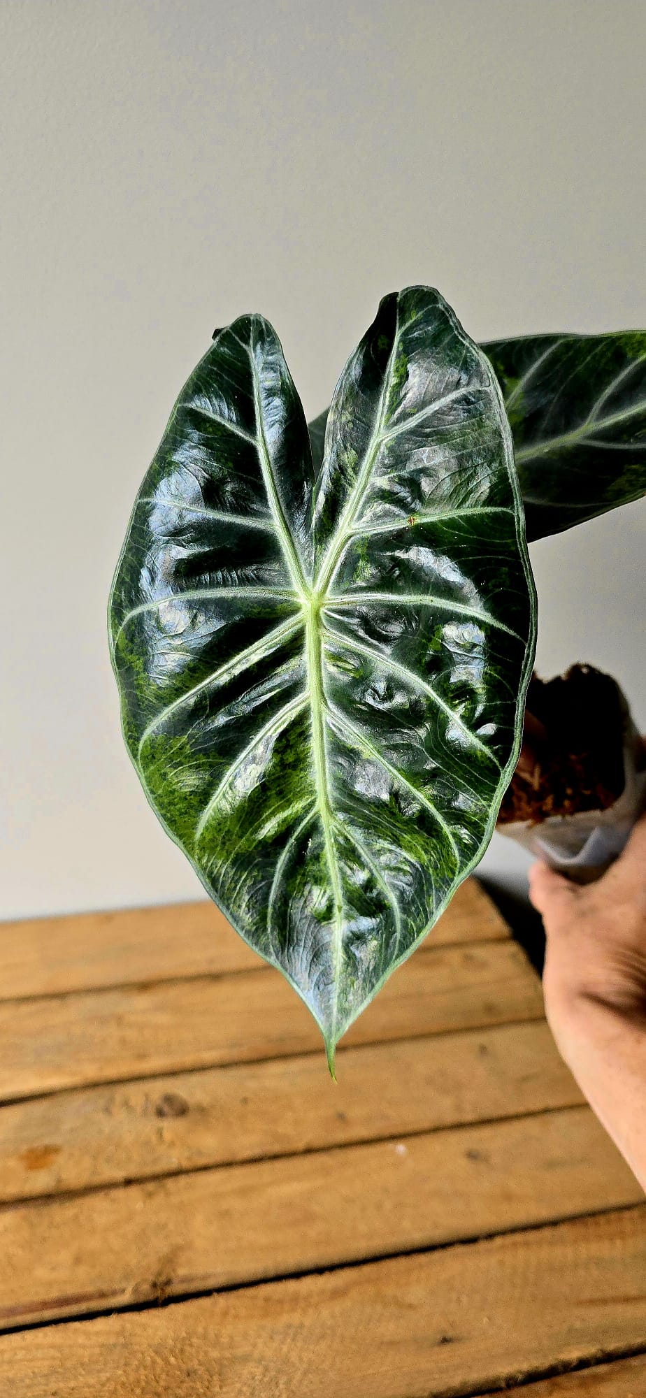 Alocasia Pink Dragon Variegata