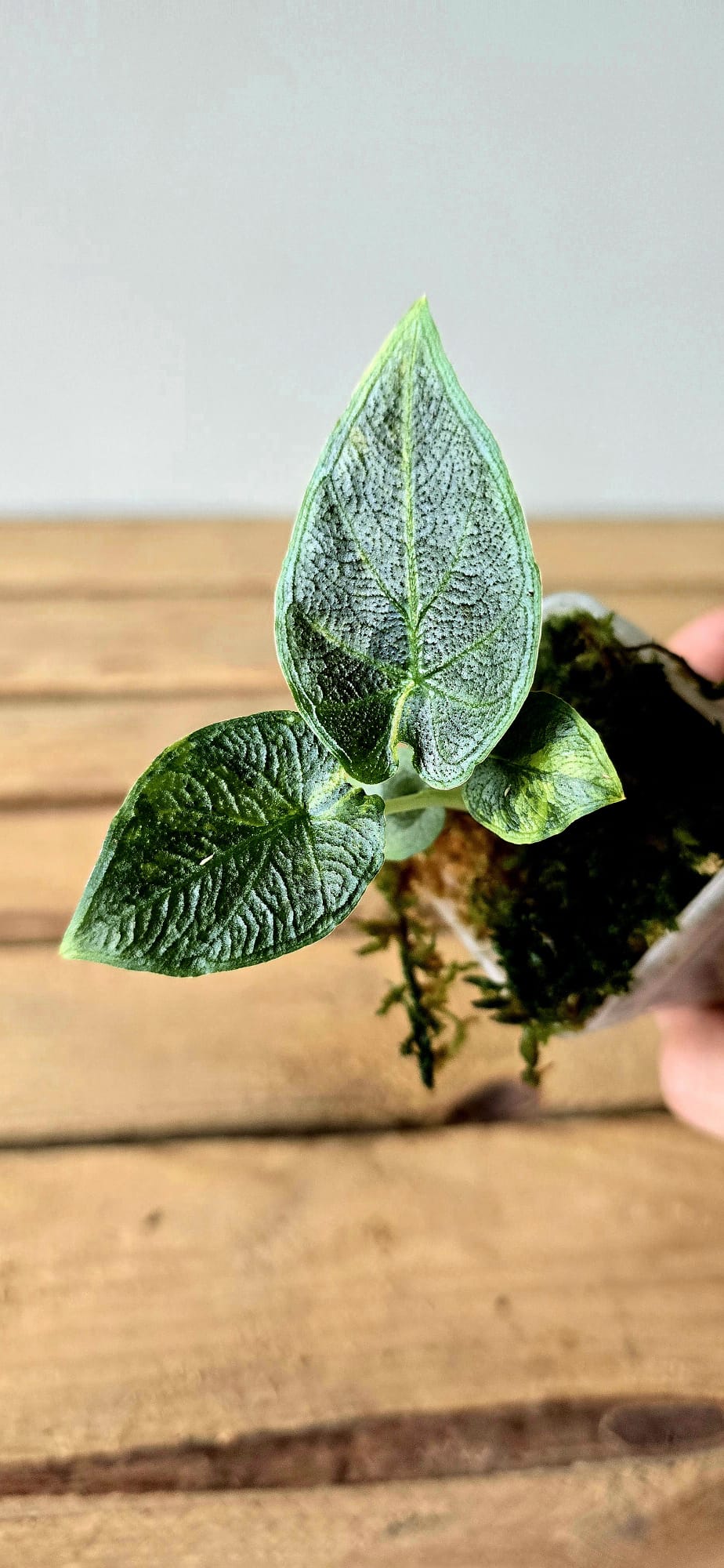 Alocasia Antorro Velvet Aurea Variegata