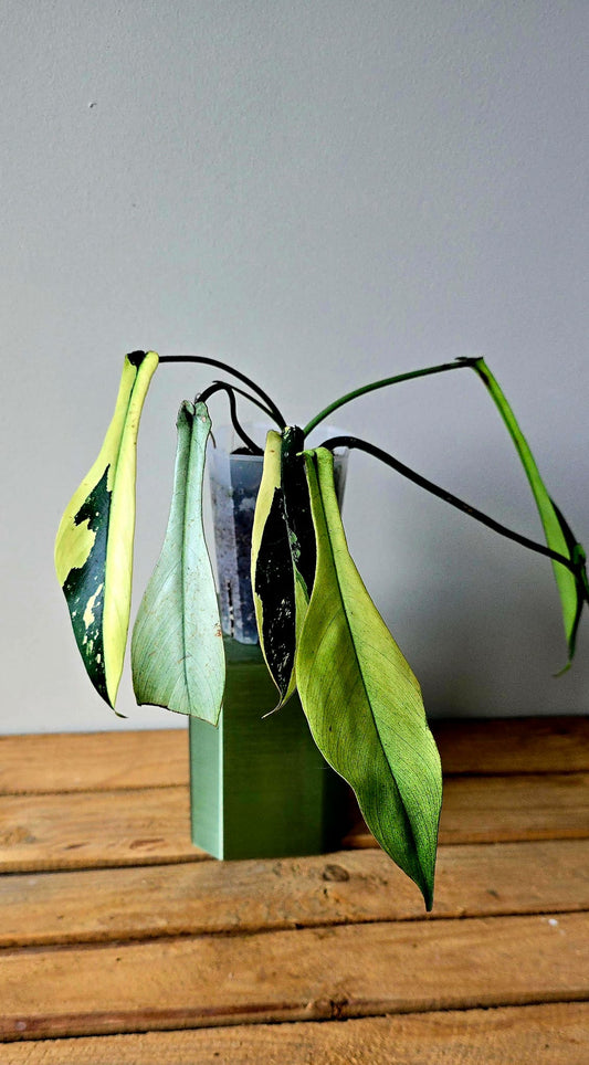 Philodendron Joepii Variegata