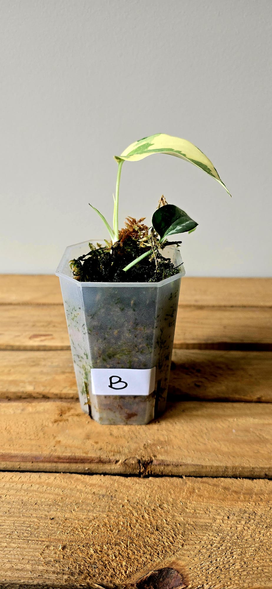 Epipremnum Pinnatum Albo Mutation
