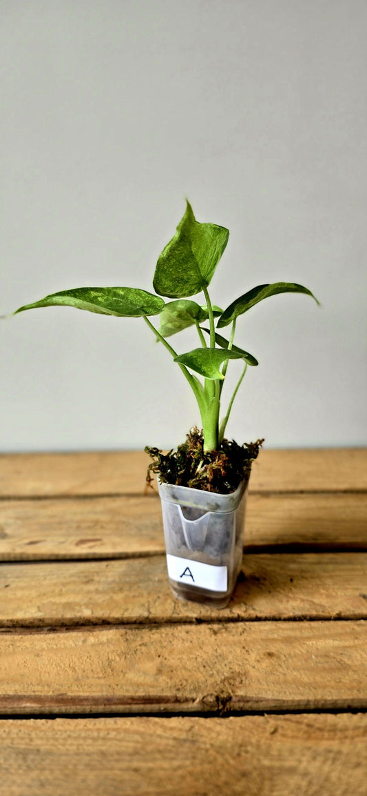 Alocasia Cuculata Mint Variegata