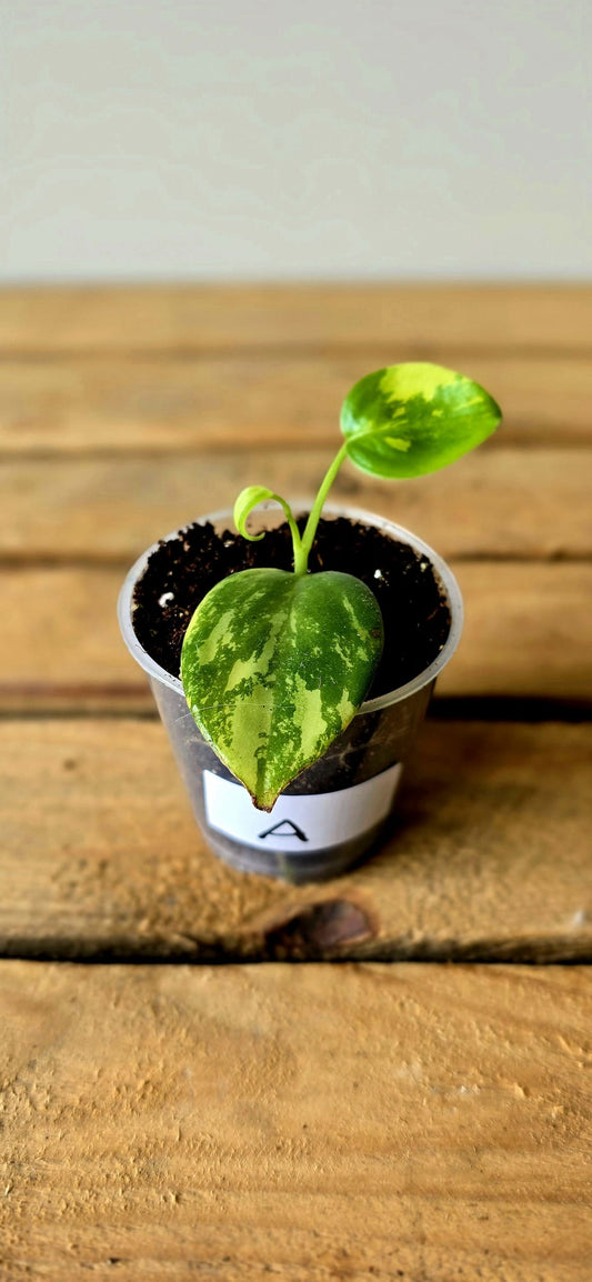 Peperomia Acuminata