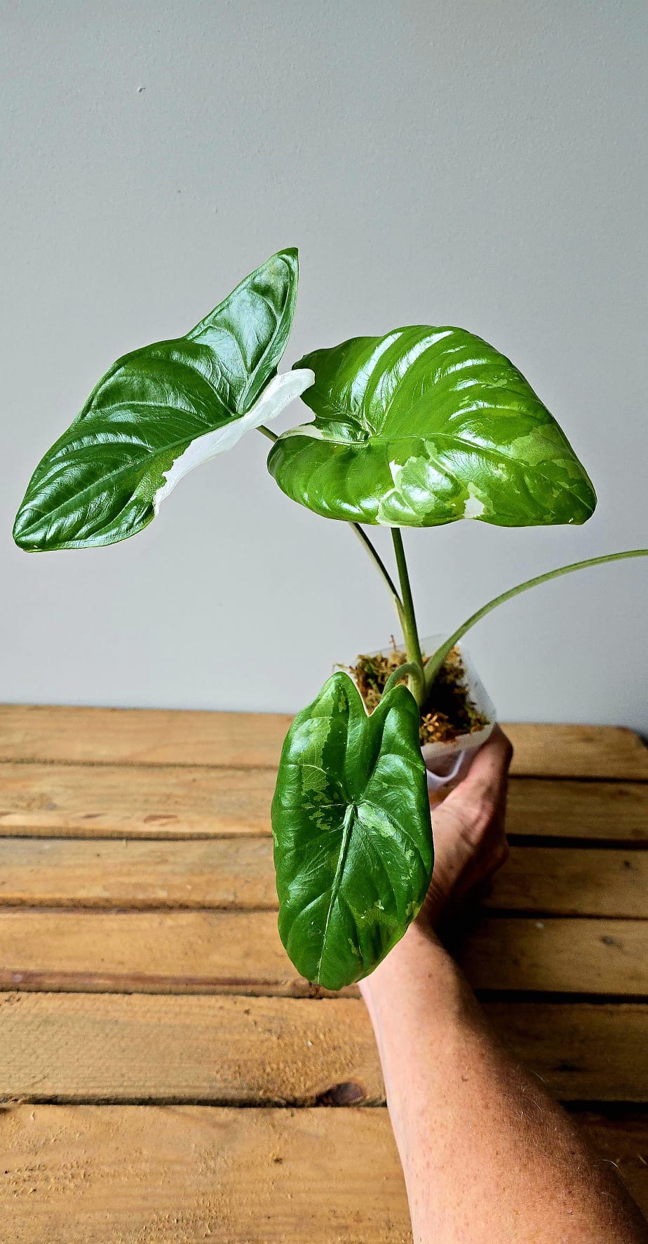 Alocasia Fornicata Albo Variegata