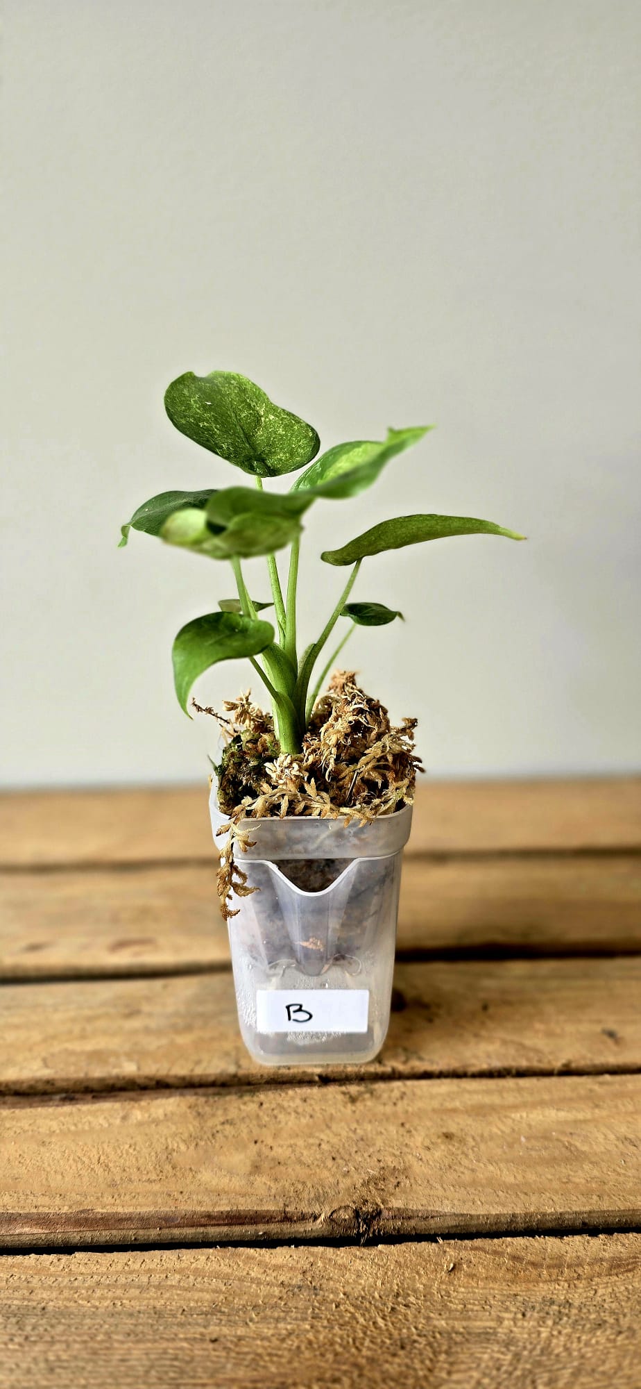 Alocasia Cuculata Mint Variegata