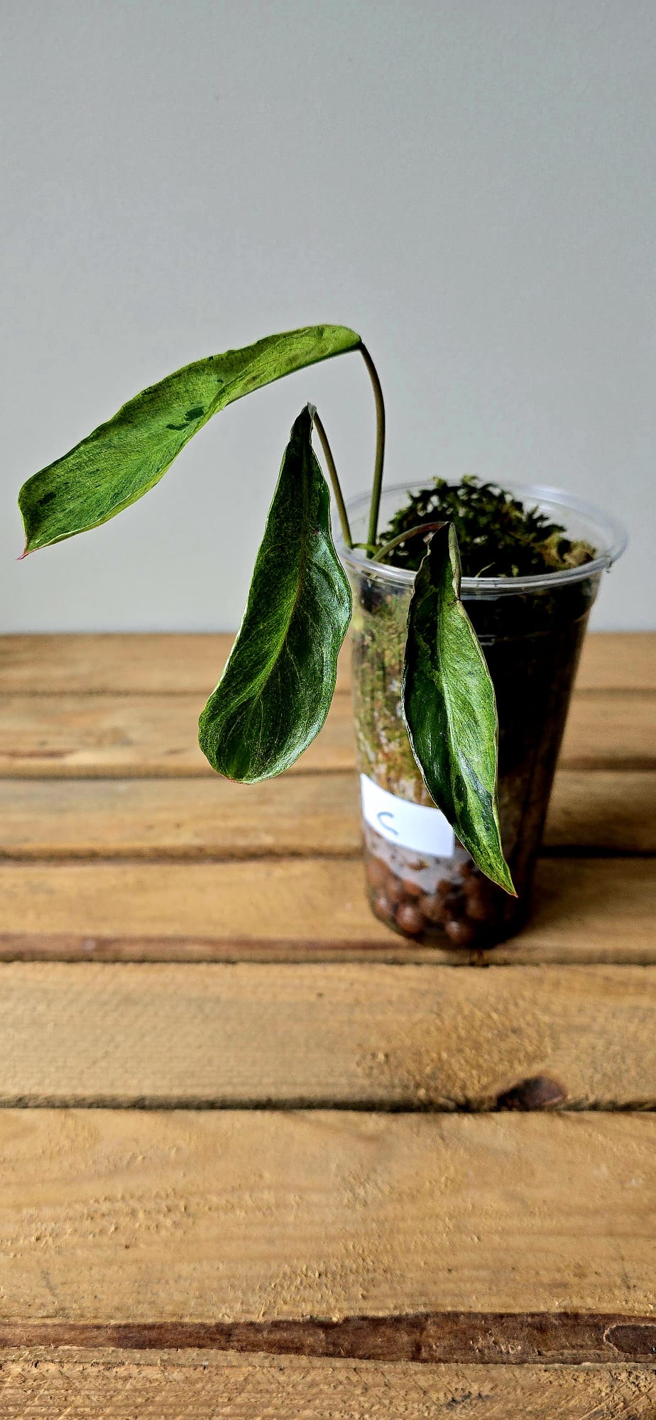 Philodendron Paraiso Verde x Joepii