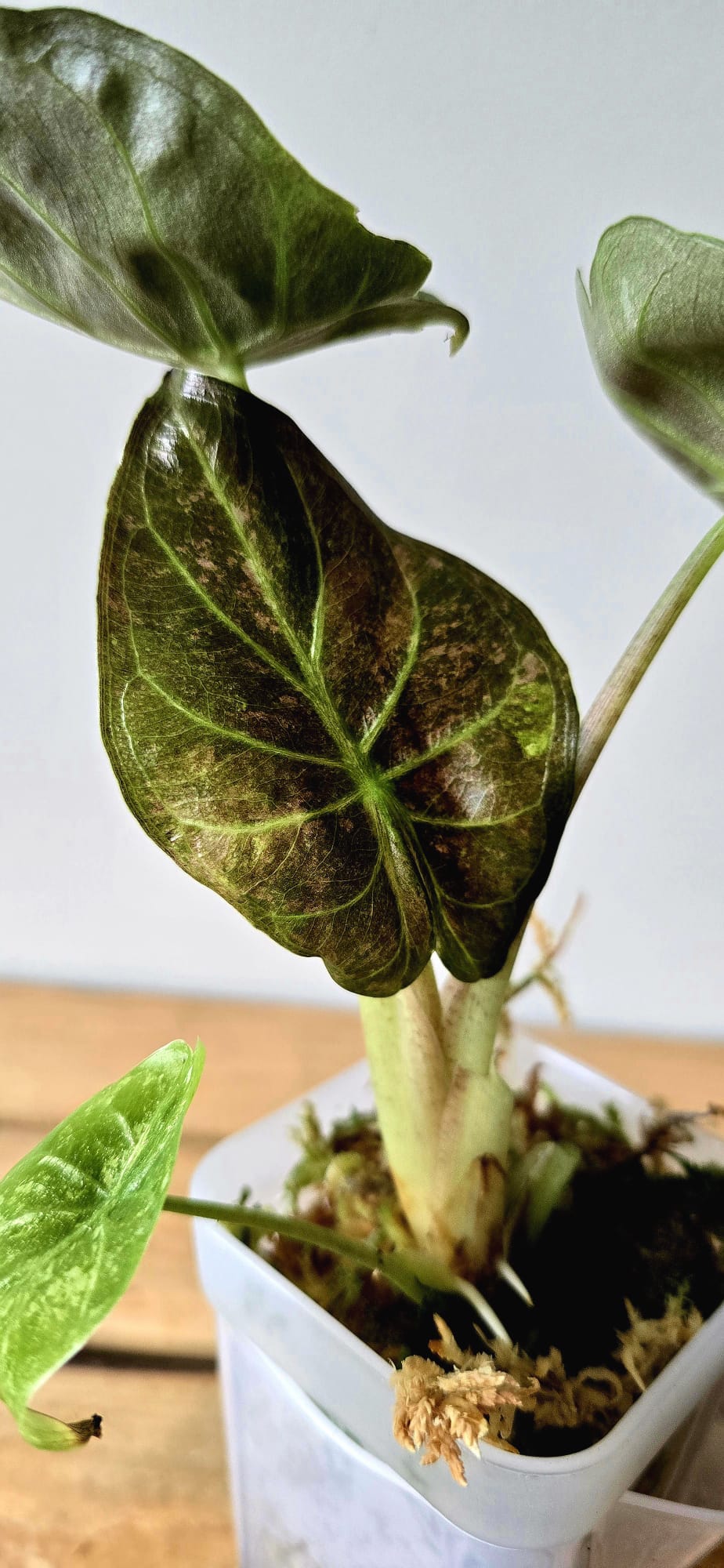 Alocasia Wentii Pink Freckles