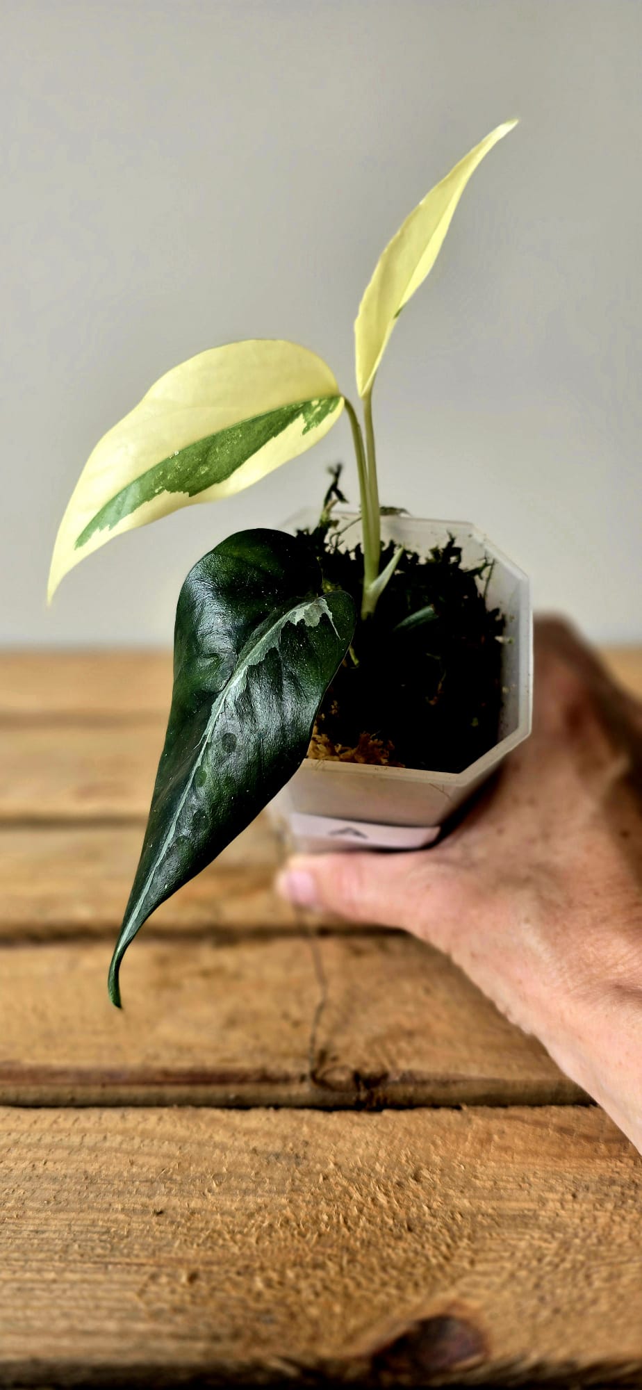 Epipremnum Pinnatum Albo Mutation