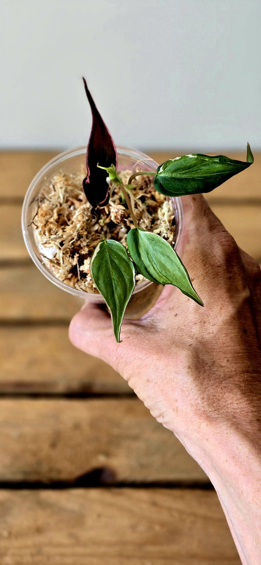 Philodendron Micans Velvet Halo