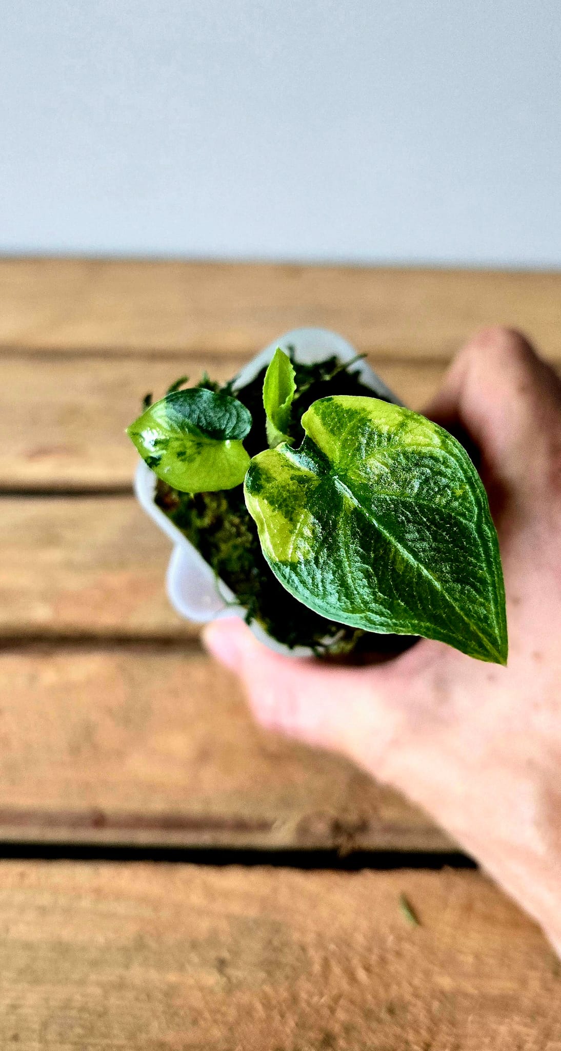 Alocasia Antorro Velvet Aurea Variegata