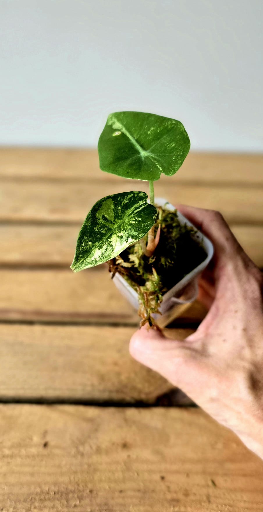 Alocasia Pink Dragon Albo Variegata