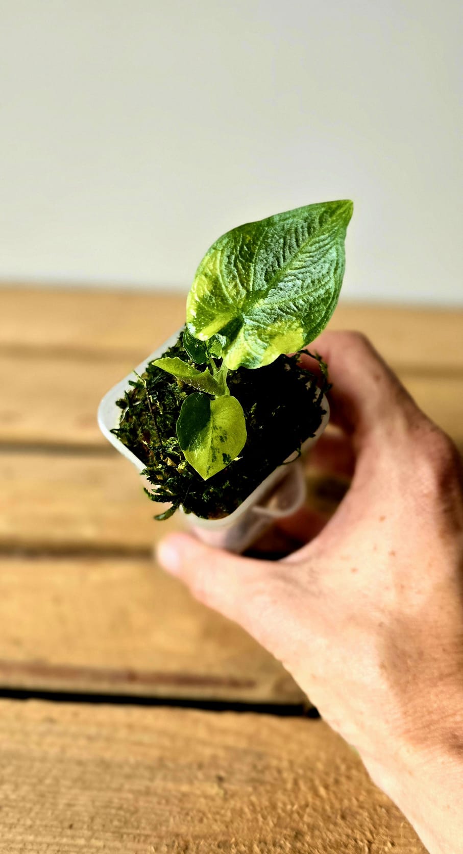 Alocasia Antorro Velvet Aurea Variegata