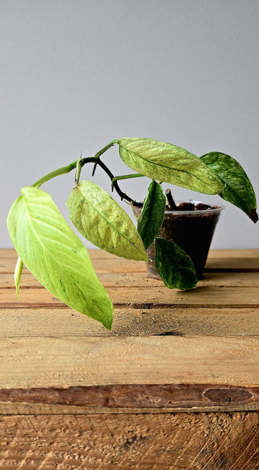 Monstera Laniata Mint