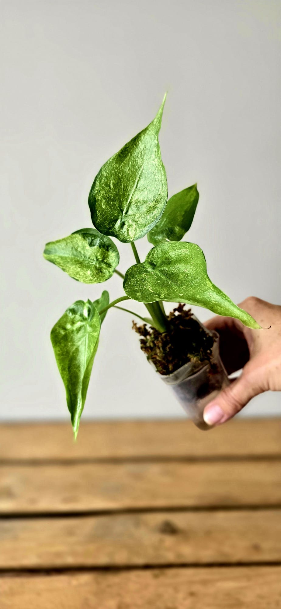 Alocasia Cuculata Mint Variegata
