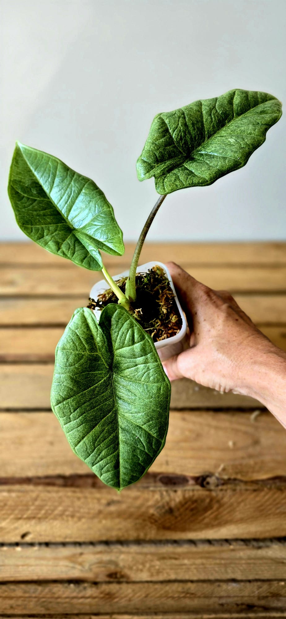 Alocasia Platinum Marble
