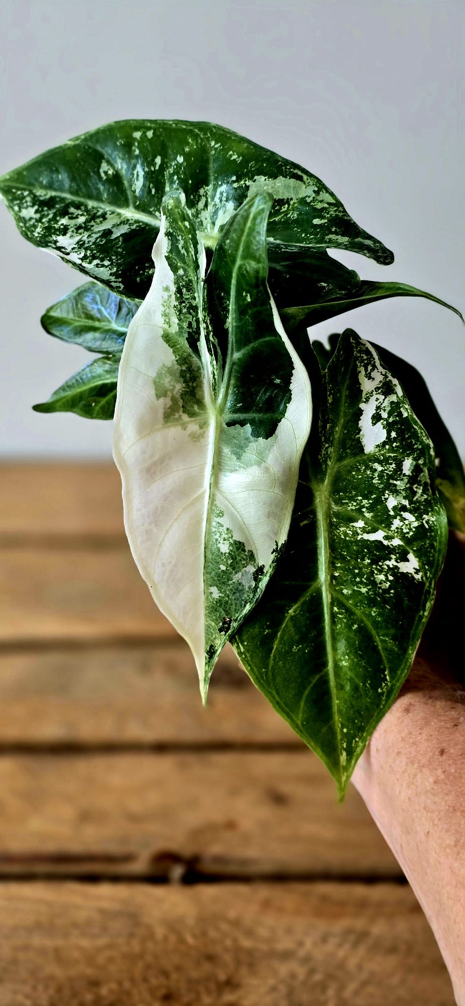 Alocasia Pink Dragon Albo Variegata