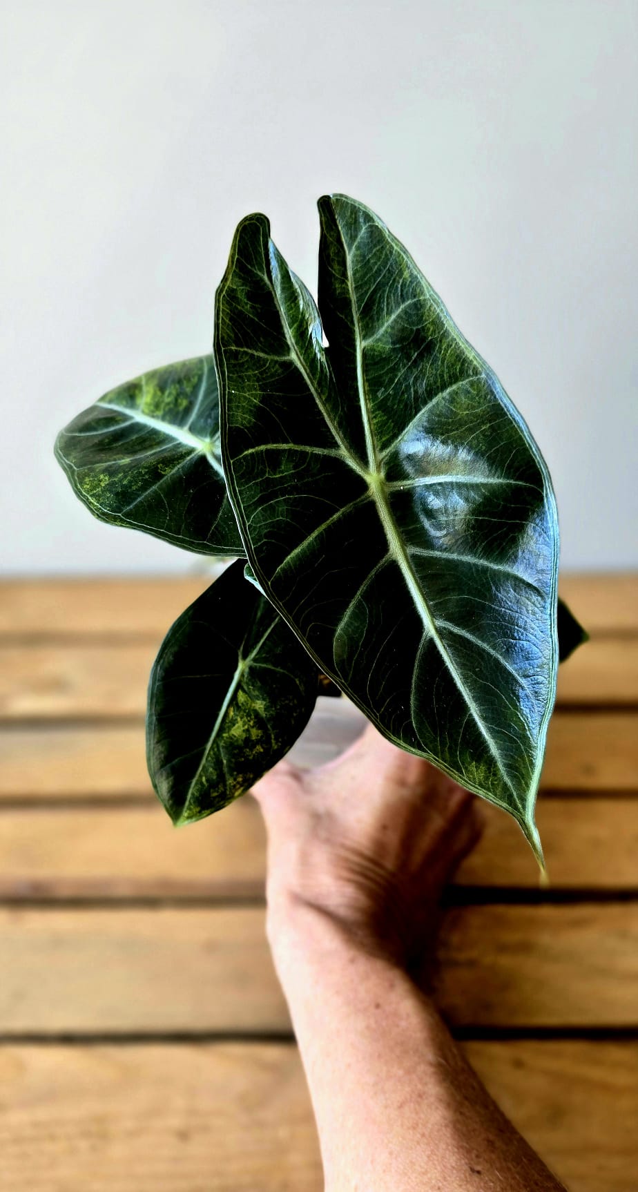 Alocasia Pink Dragon Aurea