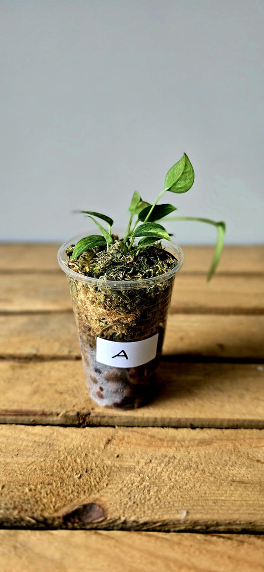 Epipremnum Pinnatum Aurea Mint