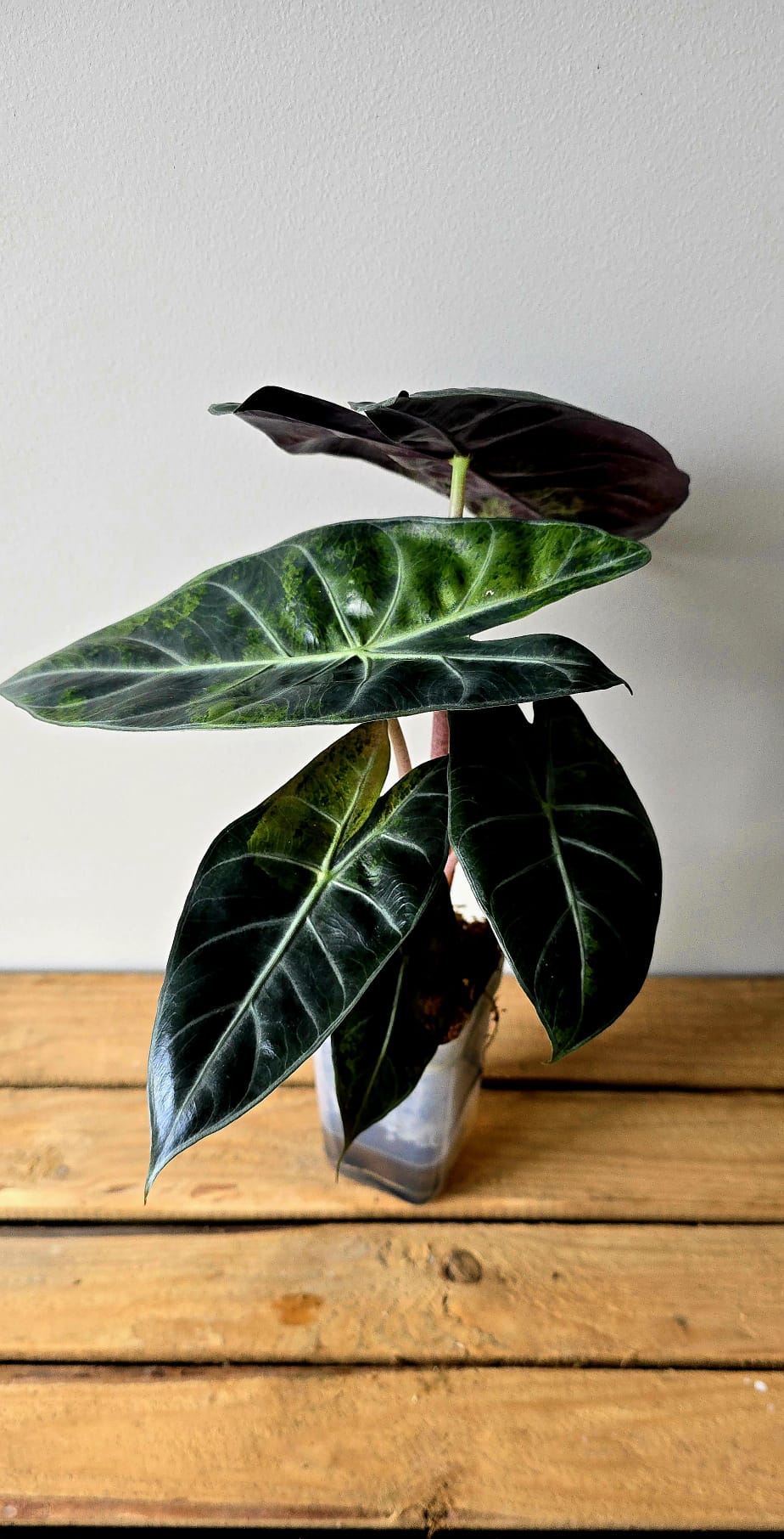 Alocasia Pink Dragon Variegata