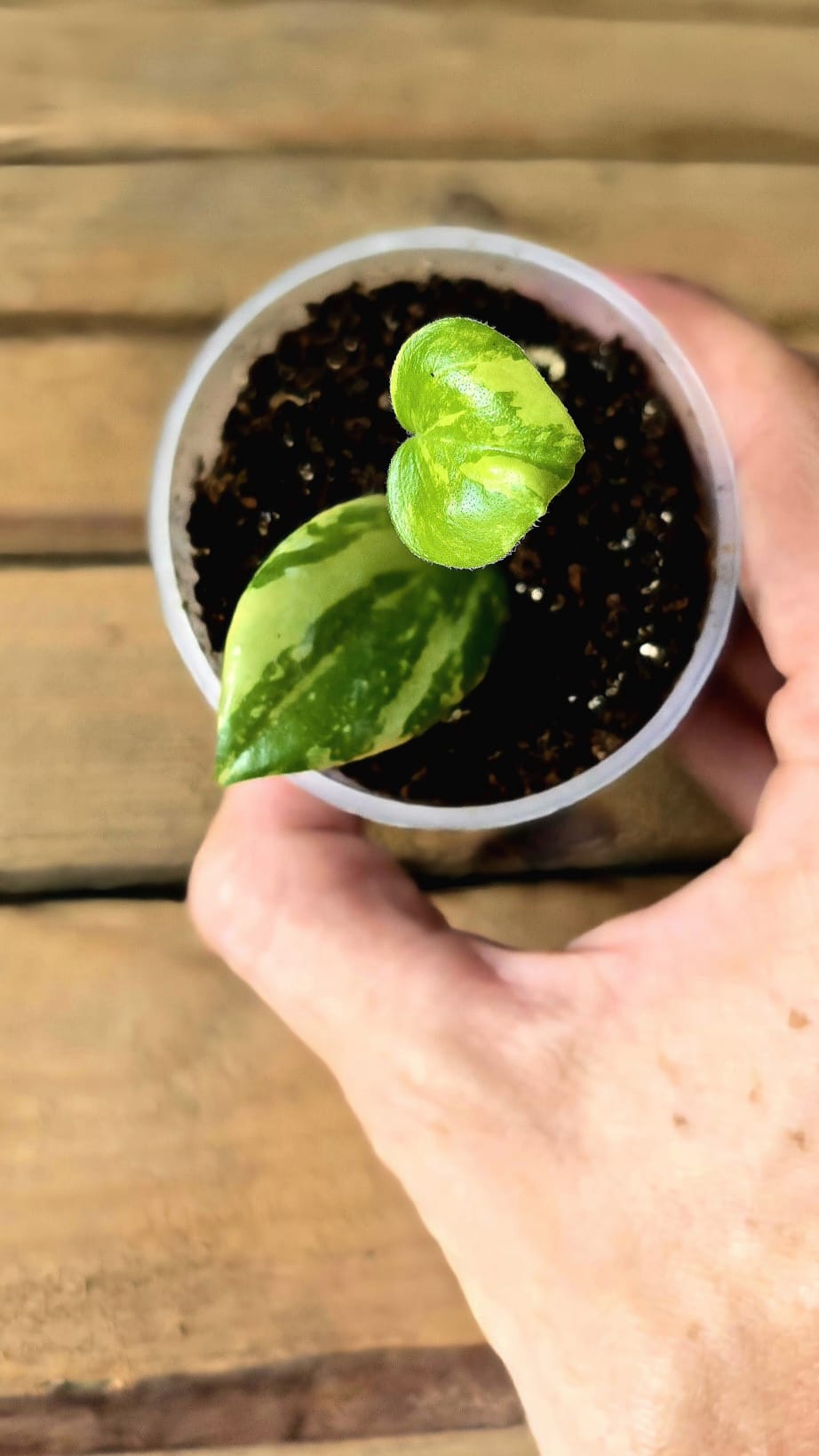 Peperomia Acuminata