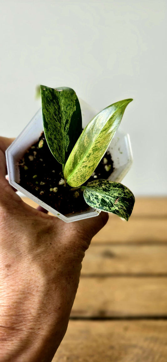 Philodendron Whipple Way Mint