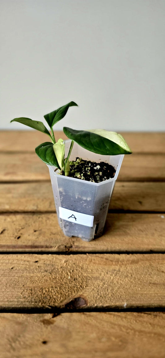 Monstera Acacoyaguensis Variegata