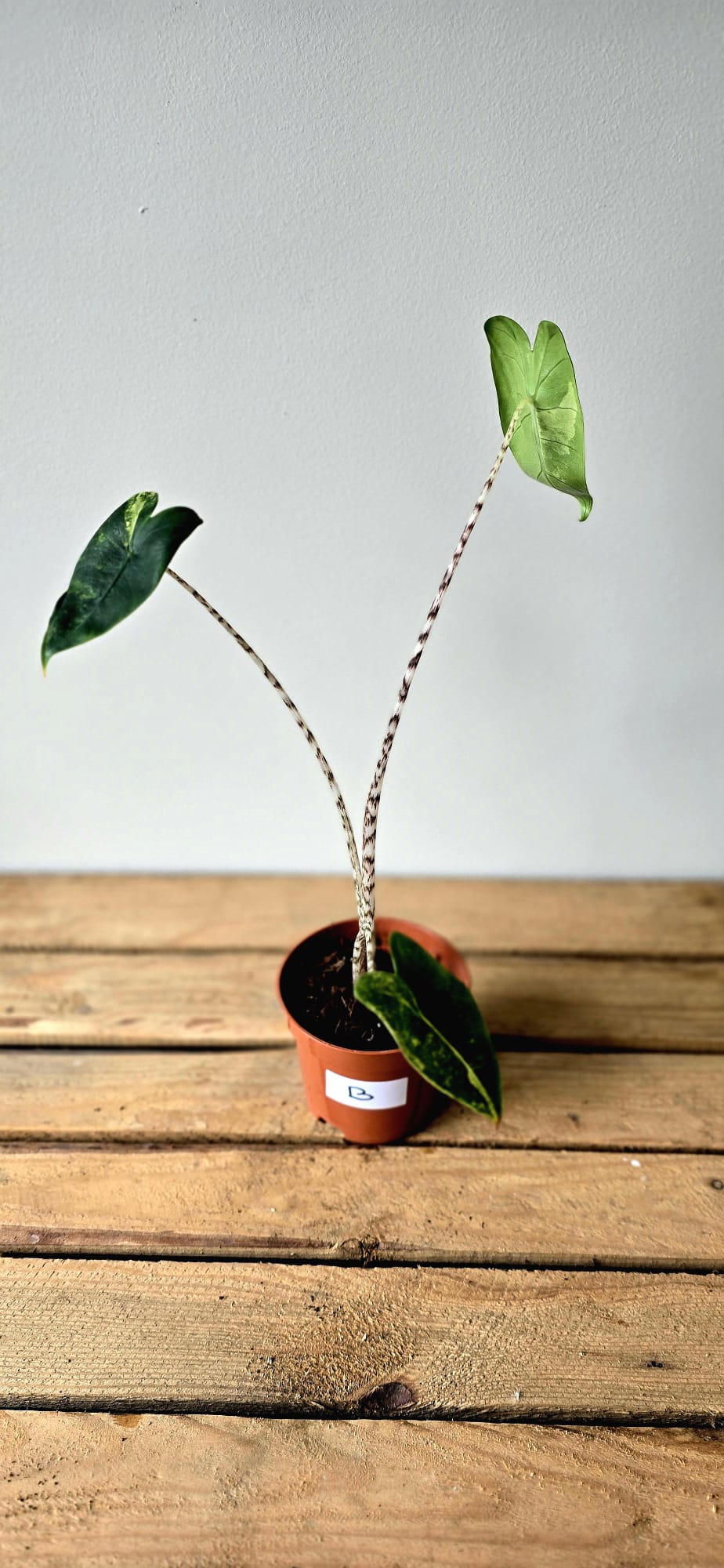 Alocasia Zebrina Variegata