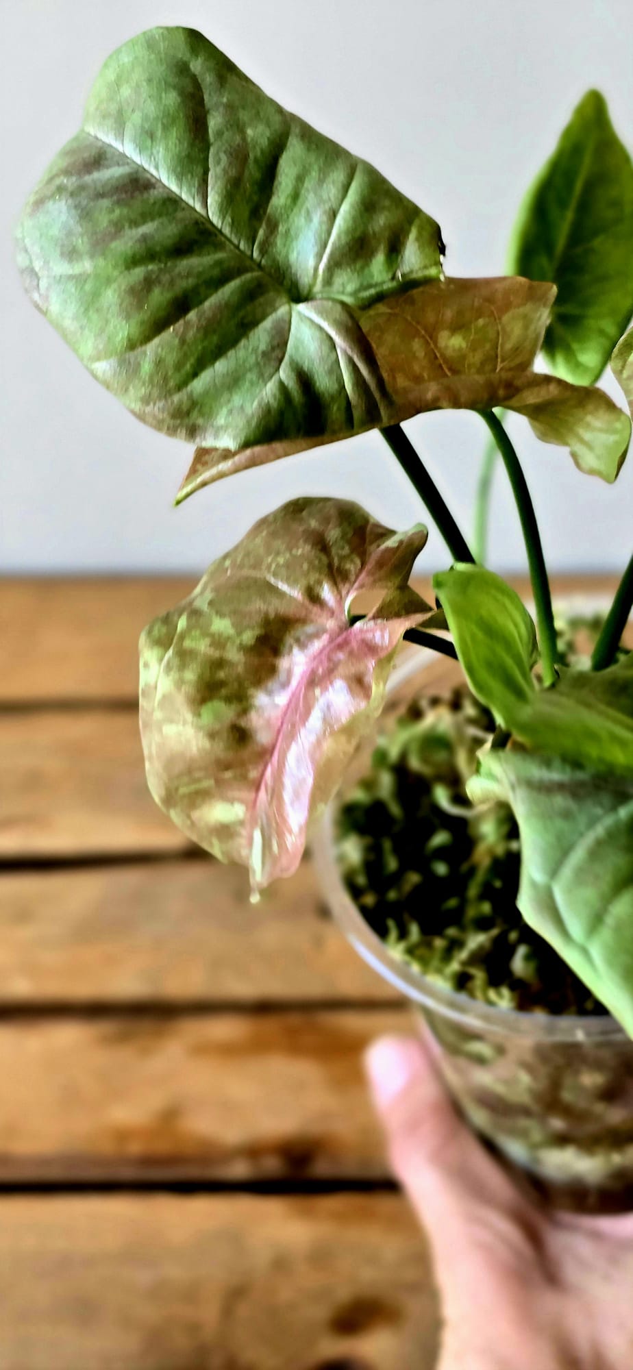 Syngonium Pink Cloud