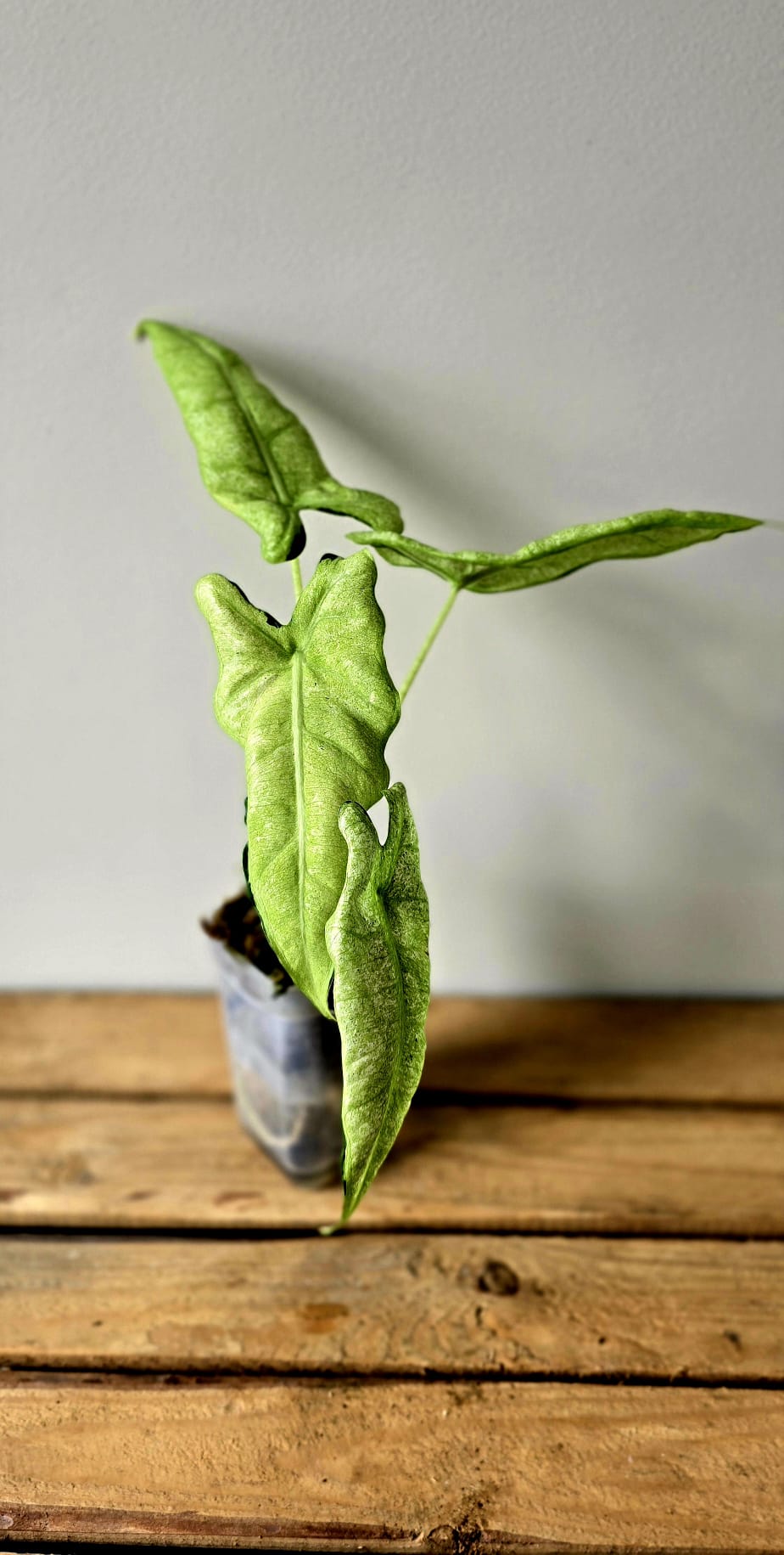 Alocasia Frydek Mosaik