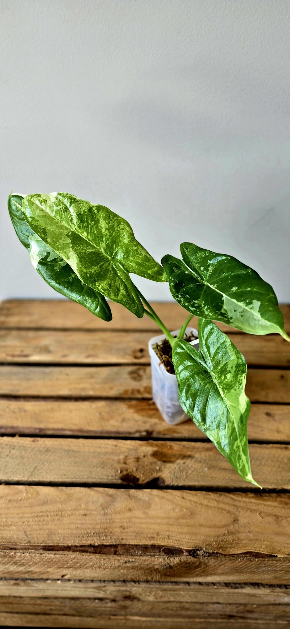 Alocasia Acuminata Albo Variegata