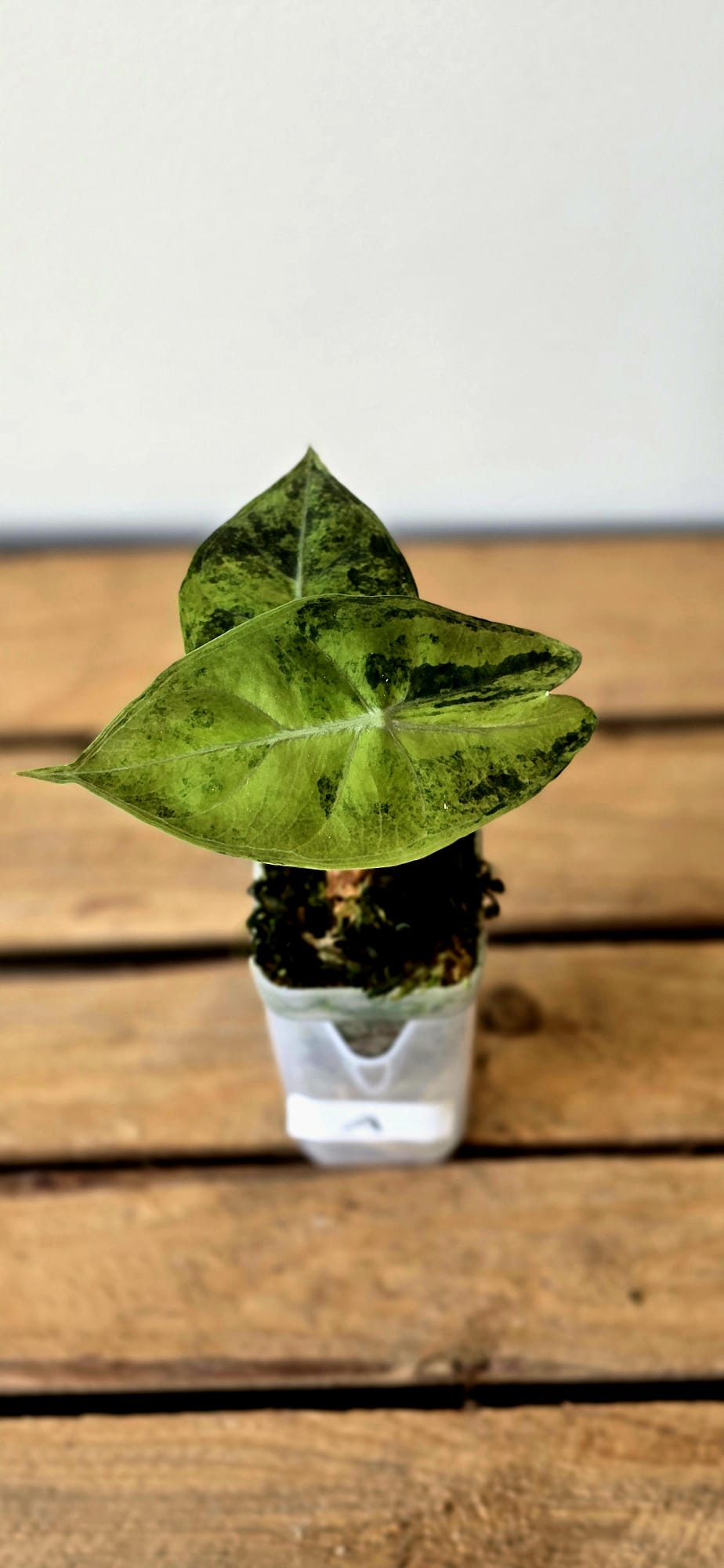 Alocasia Pink Dragon Variegata