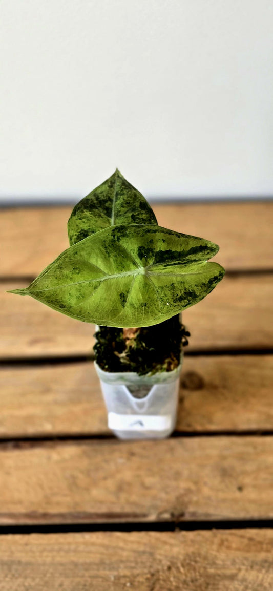 Alocasia Pink Dragon Variegata
