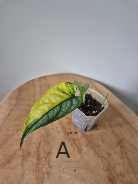 Monstera Siltepecana Variegata