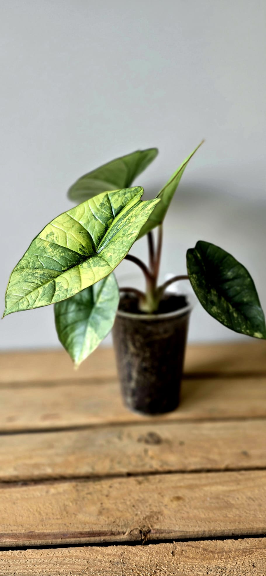Alocasia Platinum Aurea Variegata